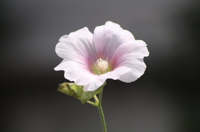 フヨウ(9月1日の誕生花)