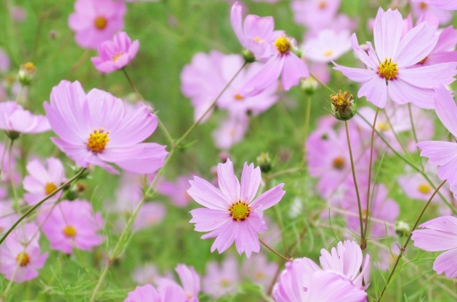 コスモス(9月10日の誕生花)