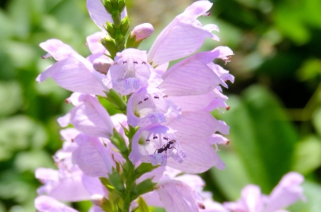 ハナトラノオ(9月12日の誕生花)