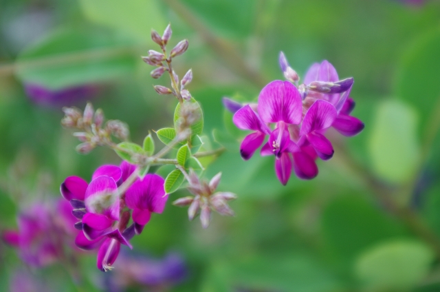 ハギ(9月13日の誕生花)