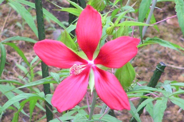 モミジアオイ(9月14日の誕生花)