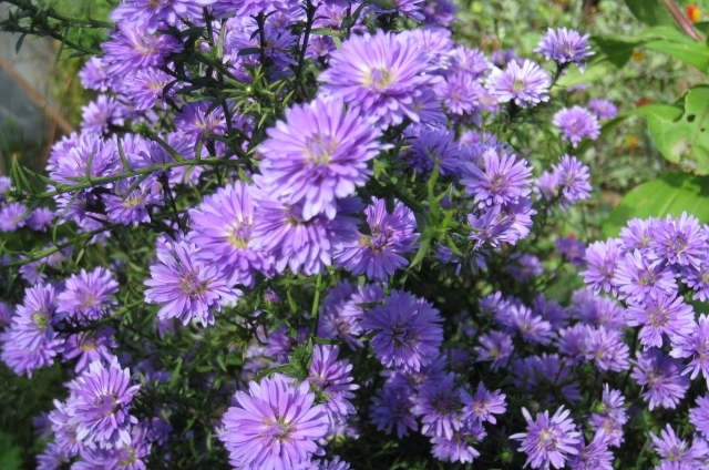 シオン(9月15日の誕生花)