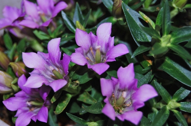 リンドウ(9月16日の誕生花)