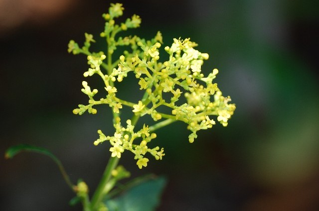 オミナエシ(9月17日の誕生花)