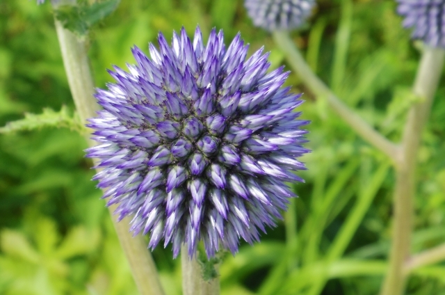 ルリタマアザミ(9月18日の誕生花)