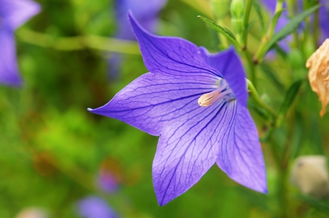 キキョウ(9月2日の誕生花)