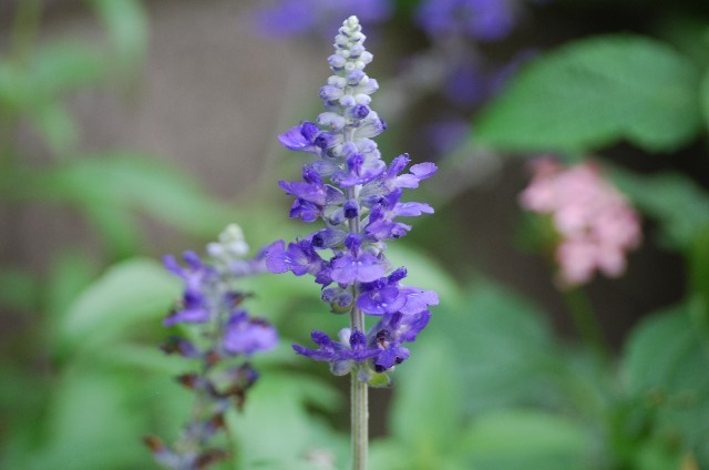 ブルーサルビア(9月21日の誕生花)