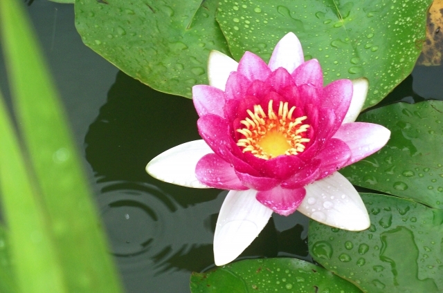 スイレン(9月22日の誕生花)