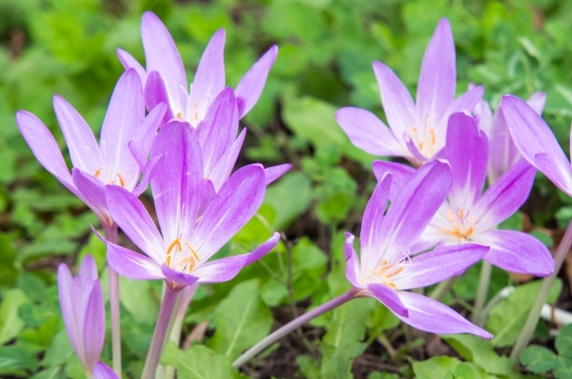 コルチカム(9月25日の誕生花)