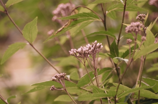 フジバカマ(9月26日の誕生花)