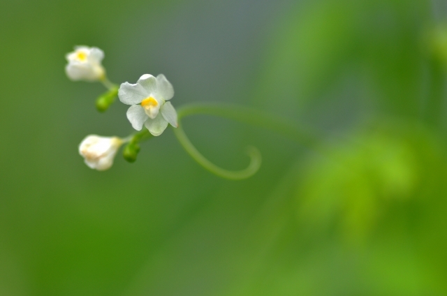 フウセンカズラ(9月27日の誕生花)