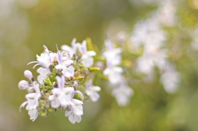 ローズマリー(9月29日の誕生花)