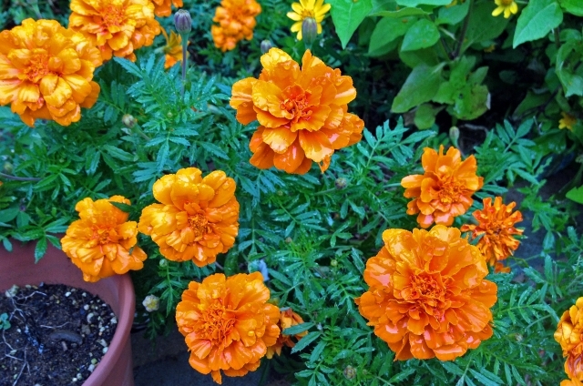 マリーゴールド(9月5日の誕生花)