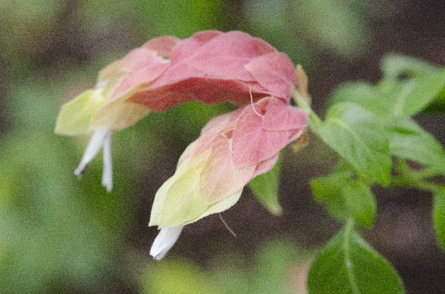 ベロペロネ(9月7日の誕生花)